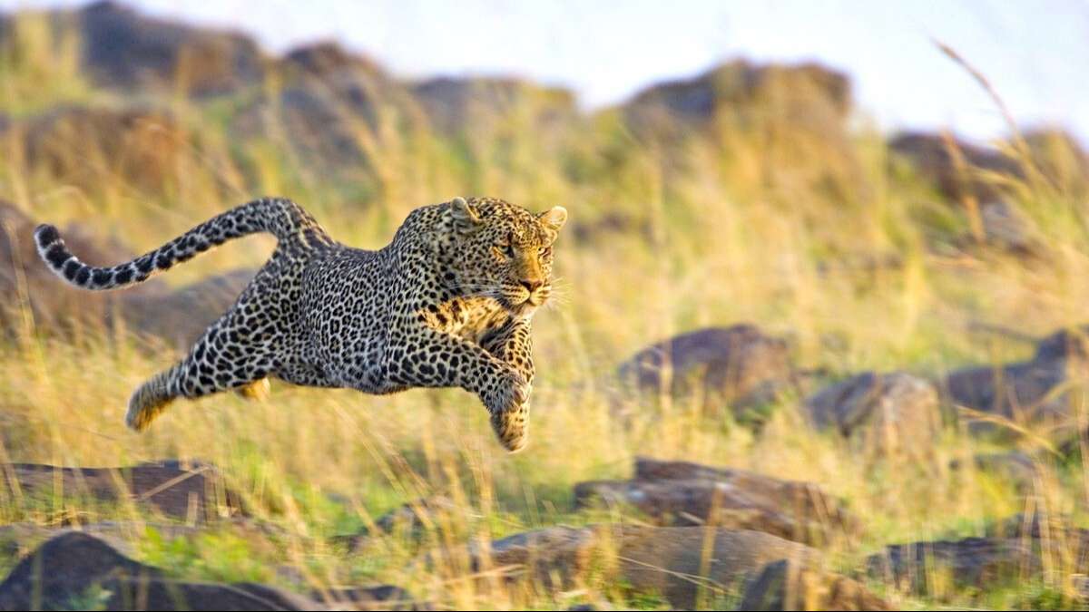 HÀNH TRÌNH KHÁM PHÁ CHÂU PHI ĐỘC LẠ KENYA-TAZANIA VỚI NHIỀU TRẢI NGHIỆM VĂN HÓA CON NGƯỜI NƠI TẬN CÙNG SỰ HOANG DÃ SINH TỒN CỦA ĐỘNG VẬT TRONG TỰ NHIÊN TOUR 11 NGÀY 10 ĐÊM TỪ HÀ NỘI TP HCM 