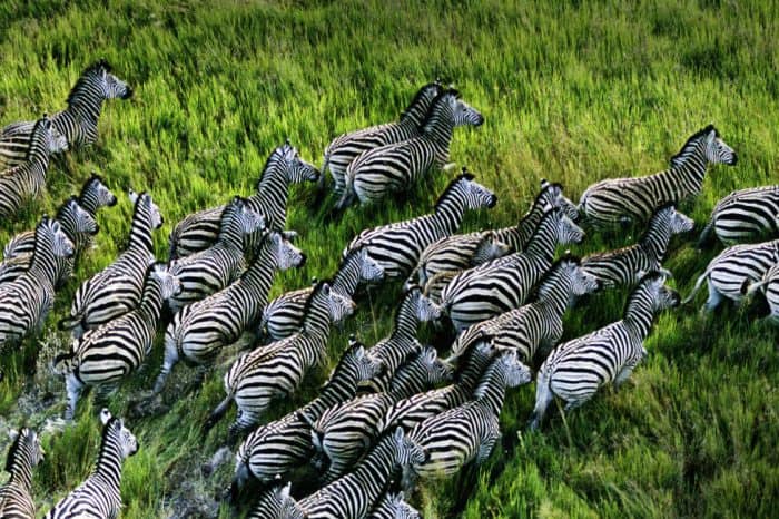 HÀNH TRÌNH KHÁM PHÁ CHÂU PHI ĐỘC LẠ KENYA-TAZANIA VỚI NHIỀU TRẢI NGHIỆM VĂN HÓA CON NGƯỜI NƠI TẬN CÙNG SỰ HOANG DÃ SINH TỒN CỦA ĐỘNG VẬT TRONG TỰ NHIÊN TOUR 11 NGÀY 10 ĐÊM TỪ HÀ NỘI TP HCM 