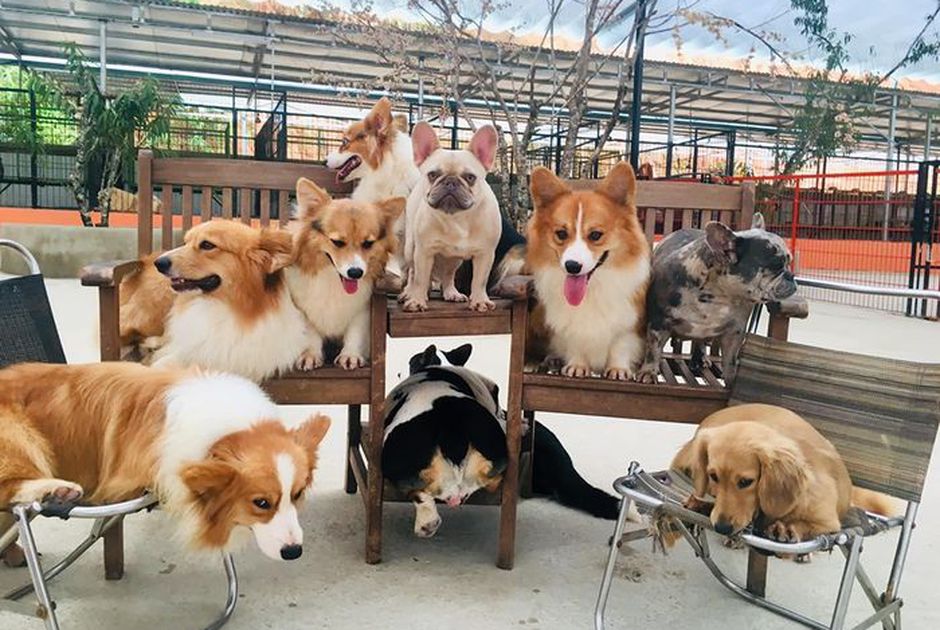 HÀ NỘI - ĐÀ LẠT - NÔNG TRẠI CÚN LANG BIANG - CHÙA LINH PHƯỚC