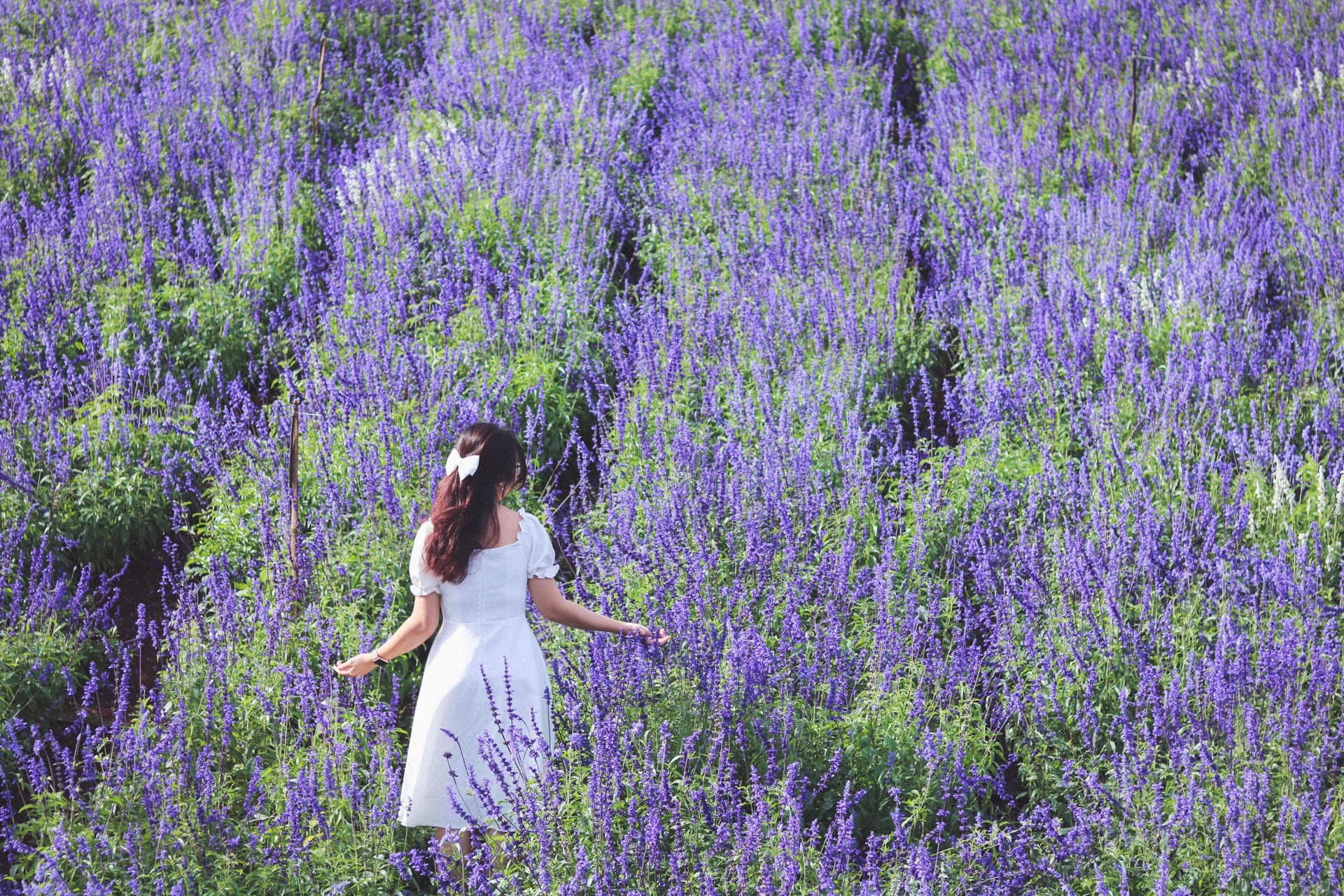 HÀ NỘI - ĐÀ LẠT - NÔNG TRẠI CÚN LANG BIANG - CHÙA LINH PHƯỚC